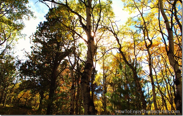 Fall colors at Old Baldy hiking trail in the Black Hills National Forest photo of the black hills national forest