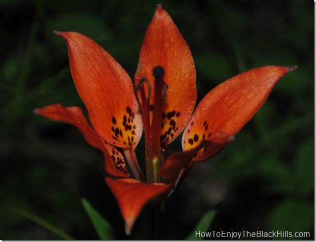 photo wood lily lilium philadelphicum