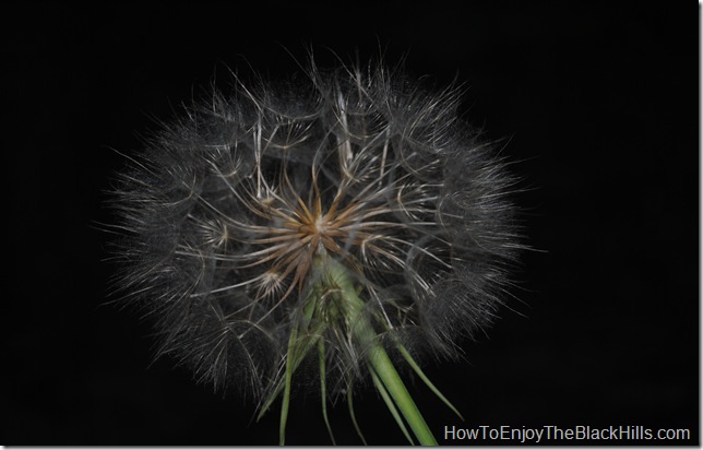 image Black Hills Goatsbeard