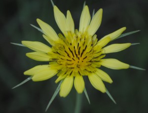 photo of Goatsbeard Plant flower