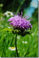 photo horsemint aka bee balm