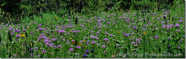 photo wild bergamon aka beebalm