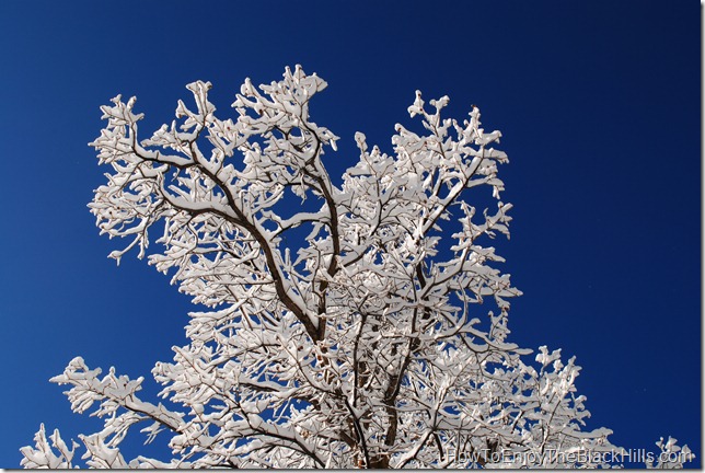 snow on a tree in Deadwood South Dakota