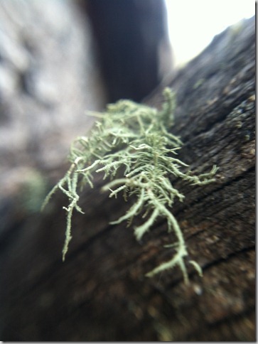image usnea lichen