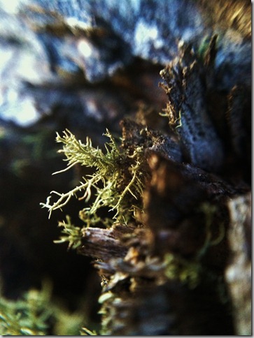 Unbiquitous in the Black Hills - Old Man's Beard aka Usnea Lichen