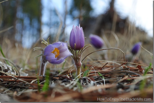 The Prairie Crocus - the South Dakota State Flower - can be found across the state photo of the South Dakota State Flower