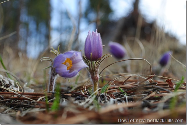 photo of the South Dakota State Flower