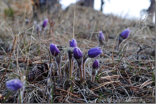 photo of pasque flower in Deadwood Sd